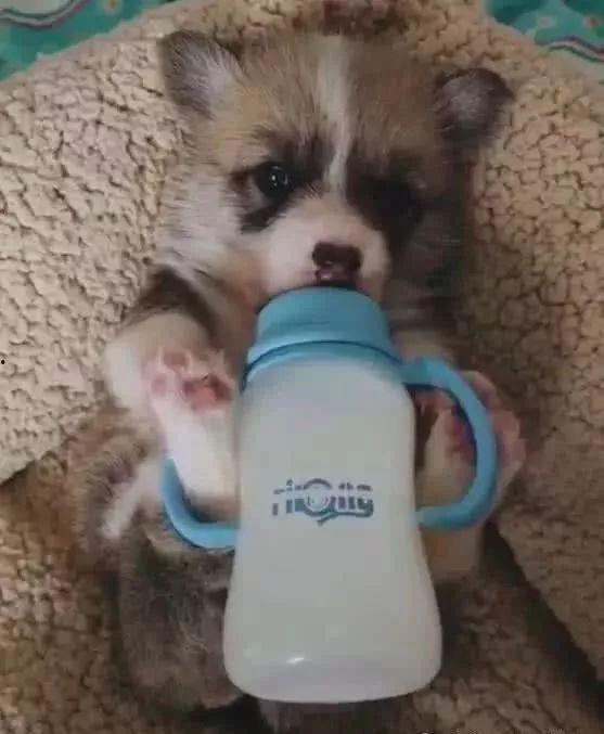 小狗奶瓶在线观看,温馨治愈的宠物成长记